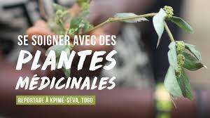 Plantes medecinale du roi ibrahima bakari 229 67 54 98 17